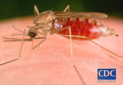 Human malaria is transmitted only by the Anopheles mosquito