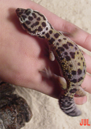 Leopard Gecko. Juvenile.