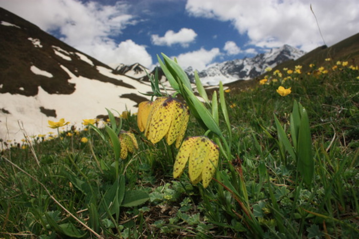 Gigawhite is formulated from 7 Alpine plants