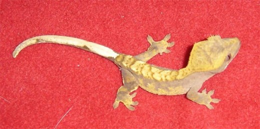 Crested Gecko. Juvenile.