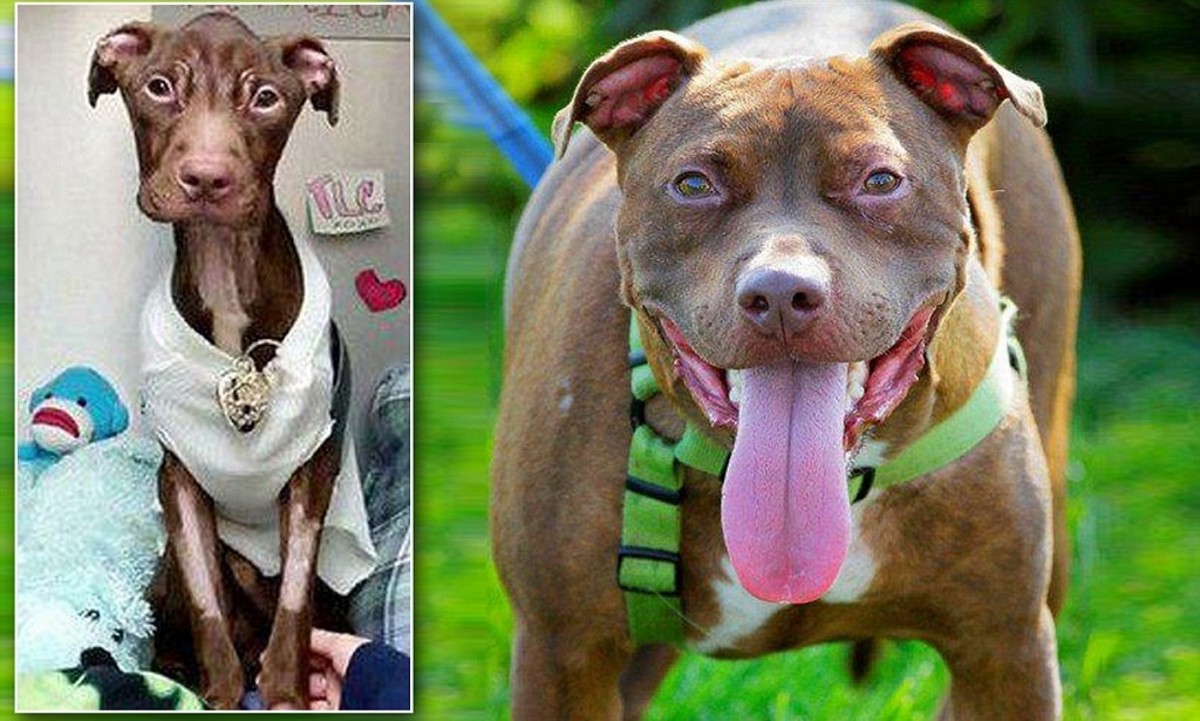 One of the most horrific stories of animal abuse: A starving pitbull was found close to death at the bottom of a trash chute in Newark, USA, in 2011. He was named Patrick by rescuers and was gradually nursed back to health.