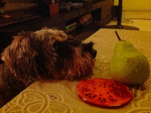 Play includes a fascination with fruits.