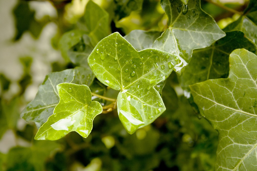English ivy symbolism traditions and mythology owlcation