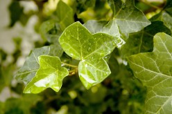 English Ivy Symbolism, Traditions, and Mythology