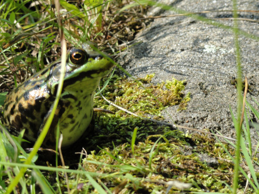 Frog at camp -Brian Hussey