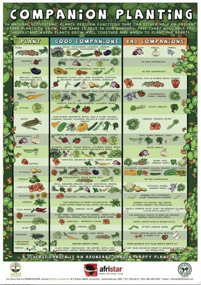 Vegetable Companion Chart