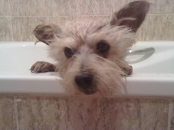 How Do You Give a Dog That Hates Baths a Bath? How to Get Your Dog Into the Bath Tub