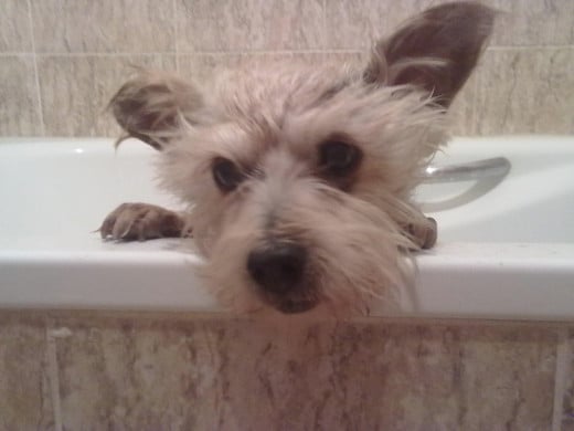 How to give your dog a bath