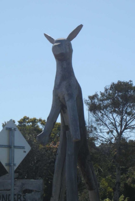 Scary kangaroo at Strachan