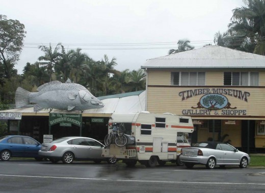 Big Barramundi at Daintree FNQ