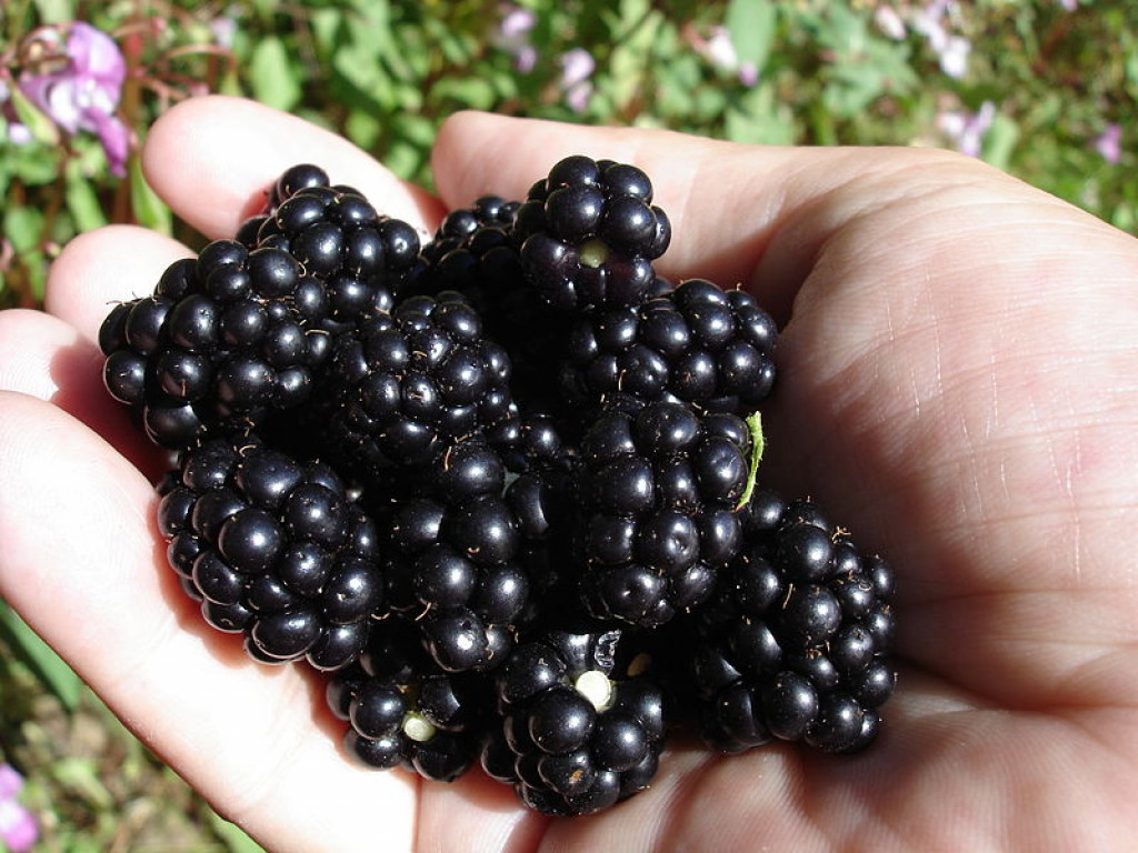 The Common Bramble { past and present medicinal uses}