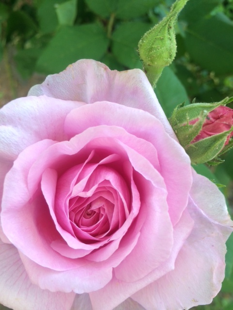 Fragrant Southern Gardens are incomplete without at least one fragrant variety of the eternally beautiful rose.