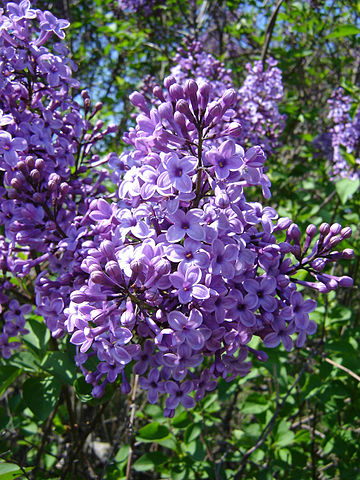 Lilacs present as  beautiful clusters of soft fragrance.