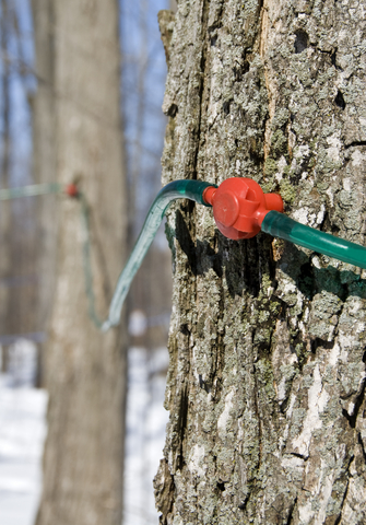 The new way of tapping trees using gravity flow hoses and special taps that connect the lengths of hose.