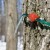 The new way of tapping trees using gravity flow hoses and special taps that connect the lengths of hose.
