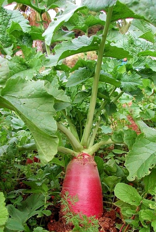 Radishes grow very quickly and can be harvested after 20-25 days Radishes grow very quickly and can be harvested after 20-25 days