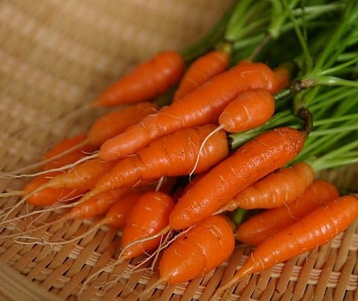 Baby carrots grow very quickly and can be harvested continually Baby carrots grow very quickly and can be harvested continually