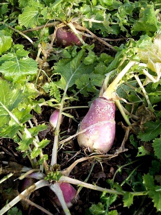 Turnips and Beets are slow growing but the tops can be harvested well before the roots or bulbs are mature Turnips and Beets are slow growing but the tops can be harvested well before the roots or bulbs are mature