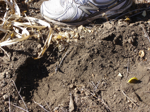 A footprint we found 