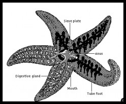 Characteristics of Echinoderms: Spiny-Skinned Animal