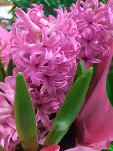 The hyacinth has a signature fragrance so intense and memorable, just looking at the photo evokes the aroma.