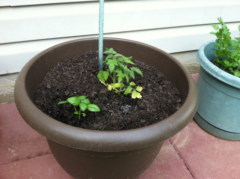 April 19: Late planted porch tomato and sweet basil.