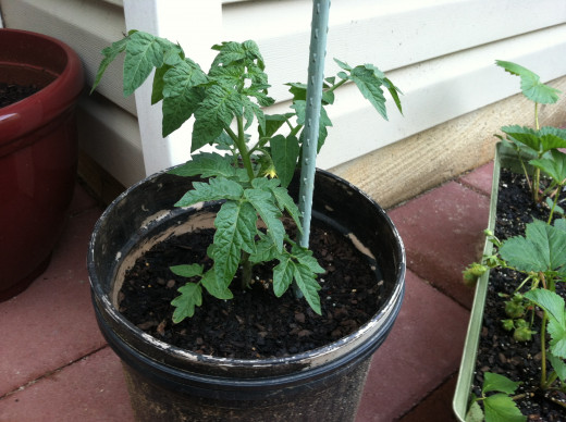 April 30th: Mountain Pride tomato from first planting, looking strong (and thriving in my ugliest pot).