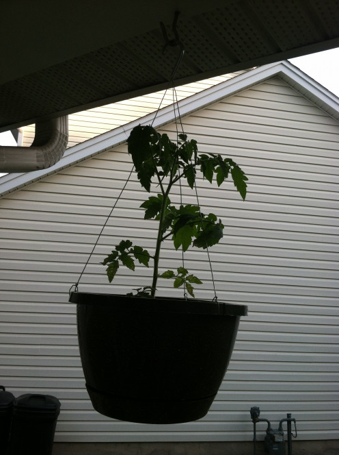 April 30th: Cherry tomatoes in hanging basket. I keep forgetting to water these (I have two) but they don't seem to mind.