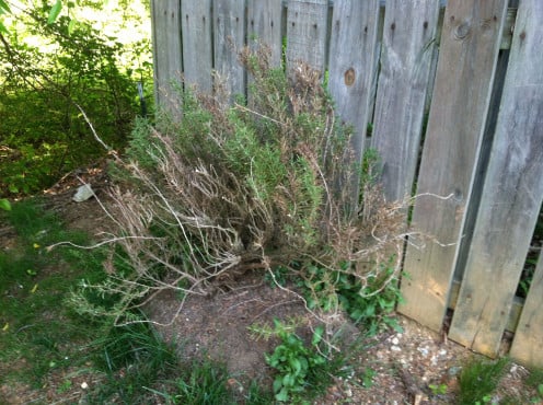 May 6th: The uprooted rosemary plant that was relocated to outside my neighbor's fence (6 weeks ago) has re-rooted and appears to be making a comeback.