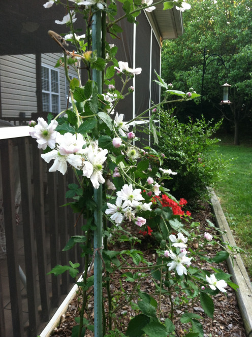 May 6th: flowering raspberry vines tethered together.