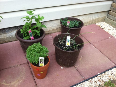 May 5th: Added herbs! Sweet mint, peppermint, chives, boxwood basil.