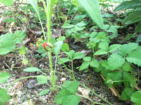May 6th: I have these popping up around the yard. Thought they were raspberries. Turns out they are "wild strawberries" and are not edible. They sprout yellow flowers and grow low to the ground.