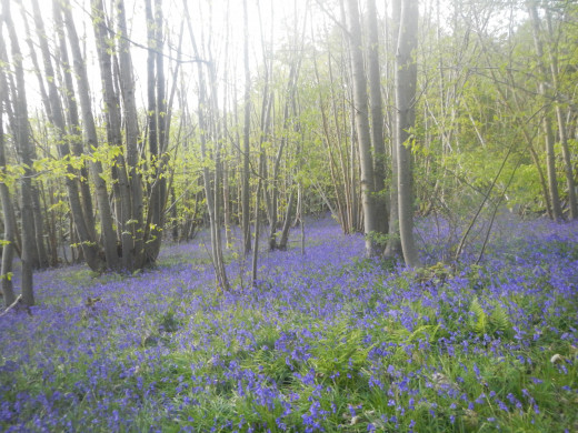 Bluebells - Herstmonceux Castle Gardens