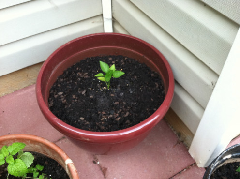 May 5th: 3 of my 4 sweet basil were added to tomato pots. Decided to plant this one alone. 