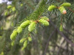 Spruce Tips - Another of Nature's Superfoods