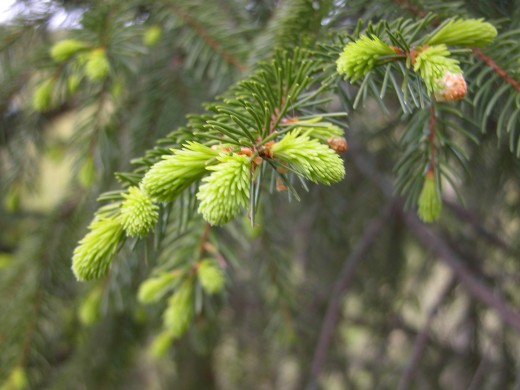 Young spruce tips