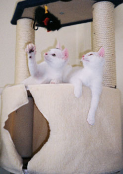 Playing on their cat tree
