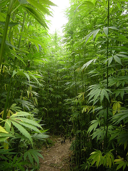Hemp field in France, the second world hemp producer after China.