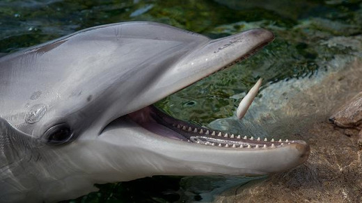 Feeding Dolphin by