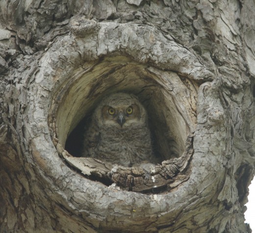 Great Horned Owl Female