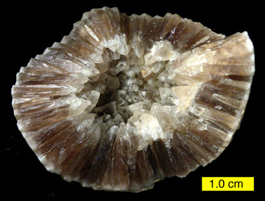 Fossil shell with calcite crystals