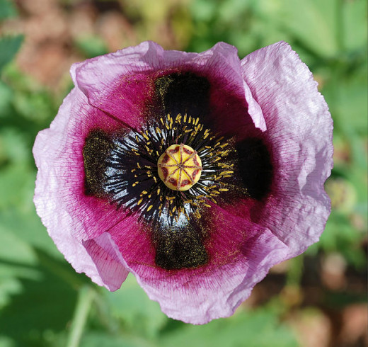Detail on the flower of Papaver setigerum, poppy of Troy; the wild ancestor of opium poppy.