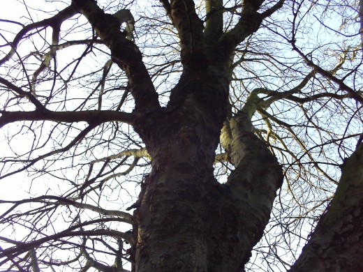 The evil tree that the branches all look bony and quite eery.