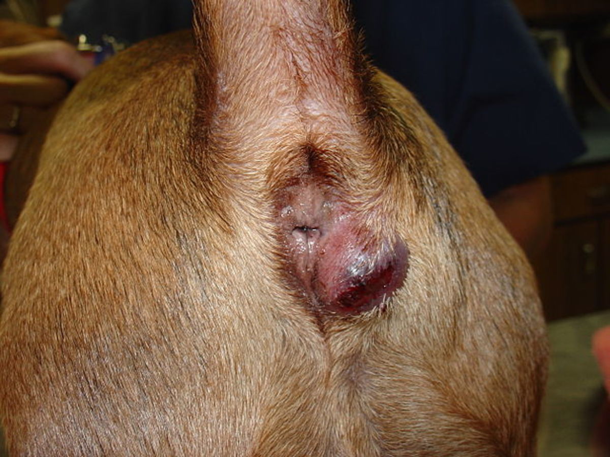 Abscessed canine anal gland 