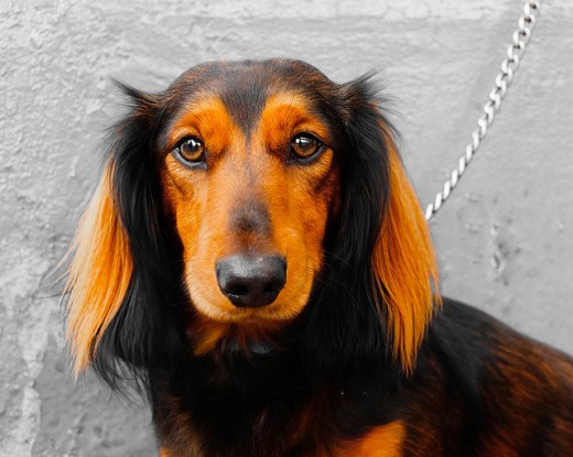 Long-haired Dachshund