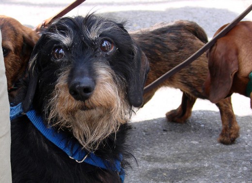 Wire-haired Dachshund