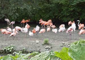 Large Group of Flamingos