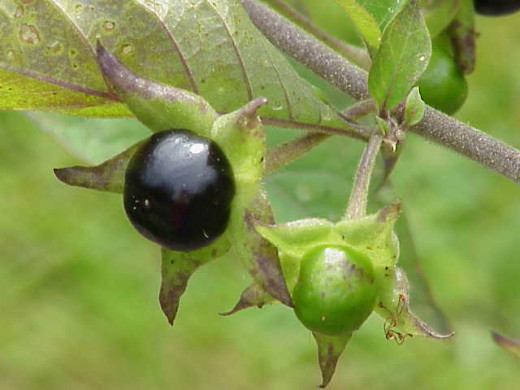 The deadly berries of Atropa belladonna L.