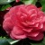 Camelia Camelia