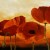 Poppies Poppies